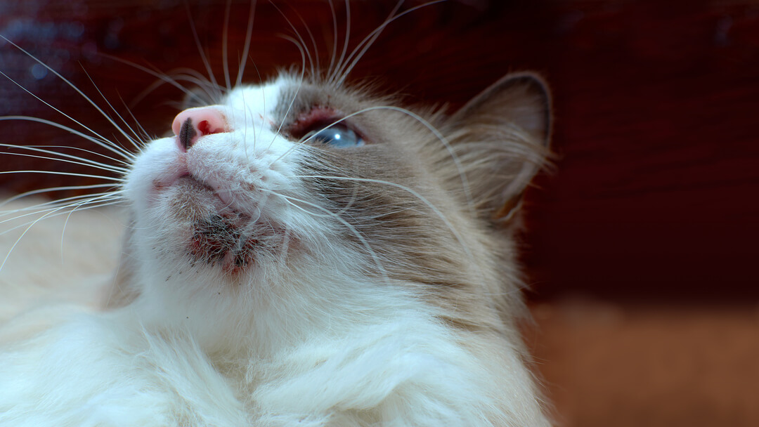 Cat Acne Symptoms, Causes & How to Treat It Purina